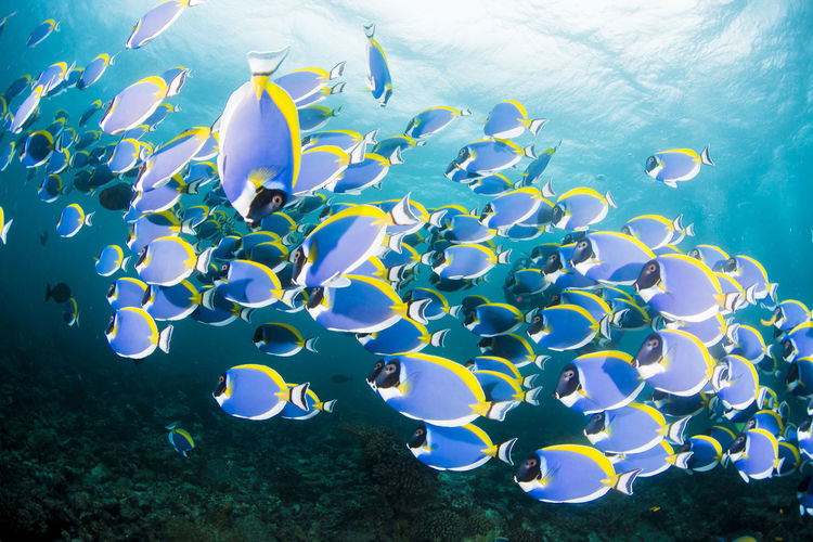 School of powderblue surgeonfish,wide angle