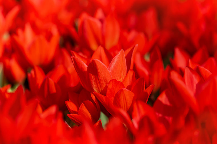 Beautiful red tulip flowers blooming in spring garden under sunlight. abstract flower background.