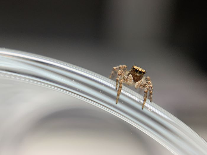 A tiny spider 