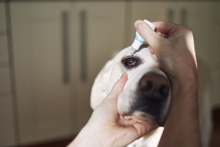 Senior dog with illness eye. close-up view of person during applying eye drops for labrador.