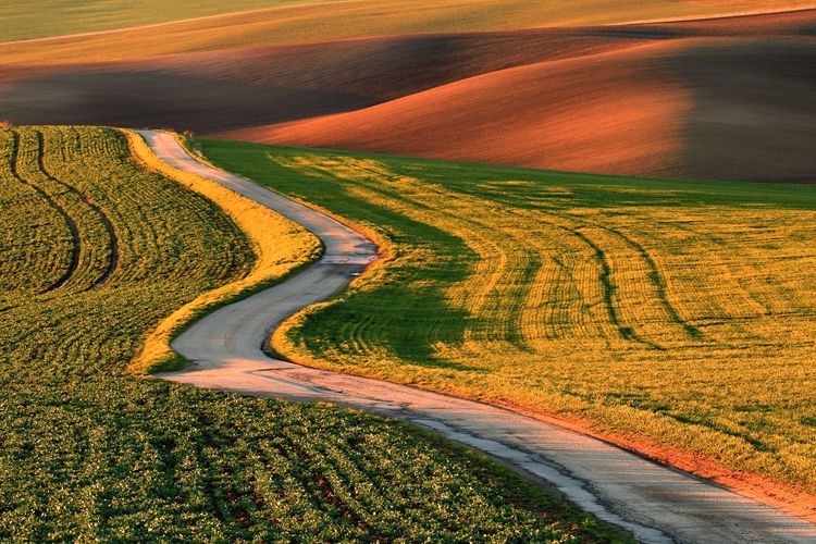 Road in the fields with rusty ripples fields in the background in the evening sun
