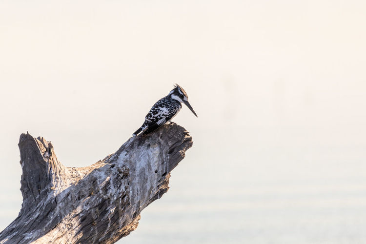 Side view of bird perching on driftwood against sky
