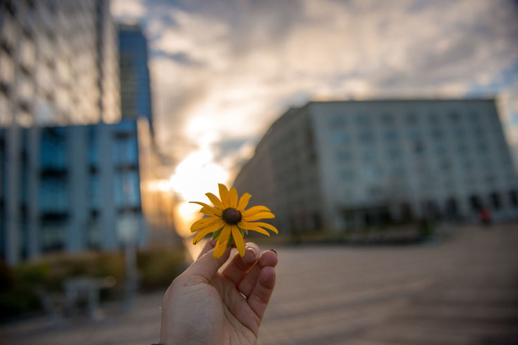 Close-up of hand holding yellow flower in a city