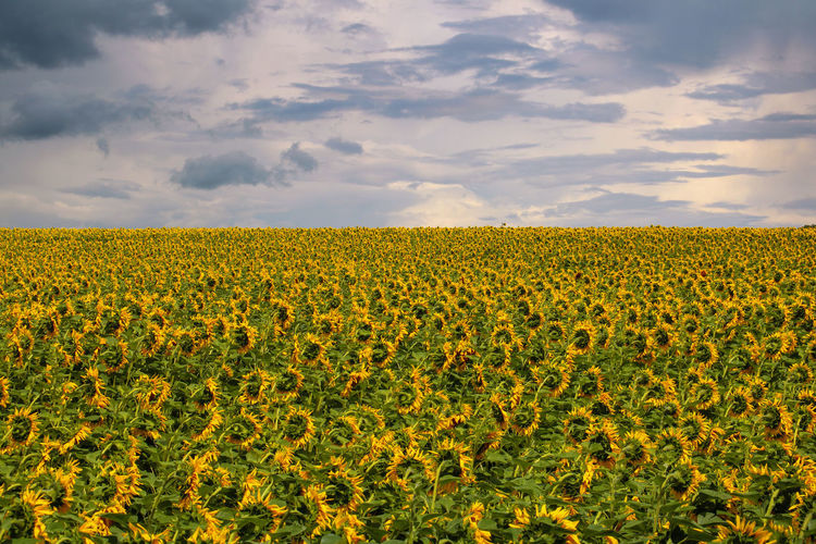 Scenic view of sunflower field against cloudy sky