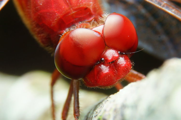 Macro close-up of red-veined darte dragonfly
