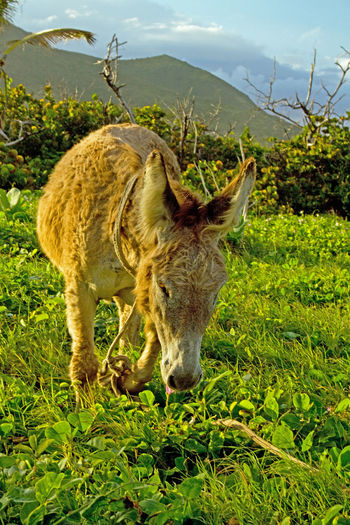 Donkey standing in a field