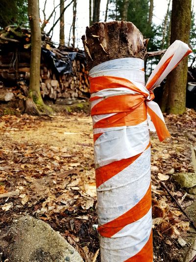 Rear view of man standing by tree in forest