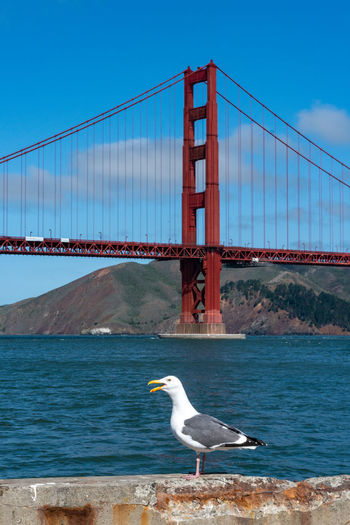 Seagull perching on bridge
