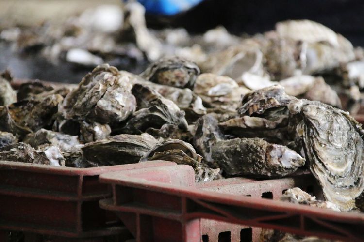 Close-up of oyster in fishing industry