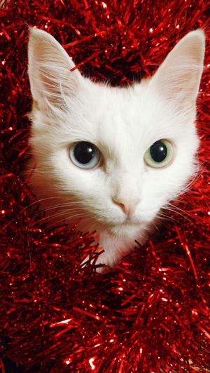 Close-up portrait of cat in tinsel
