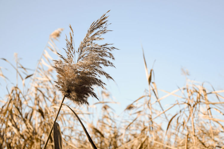 Dry thickets of coastal reeds, neutral colors. pampas grass outdoor in light pastel colors.