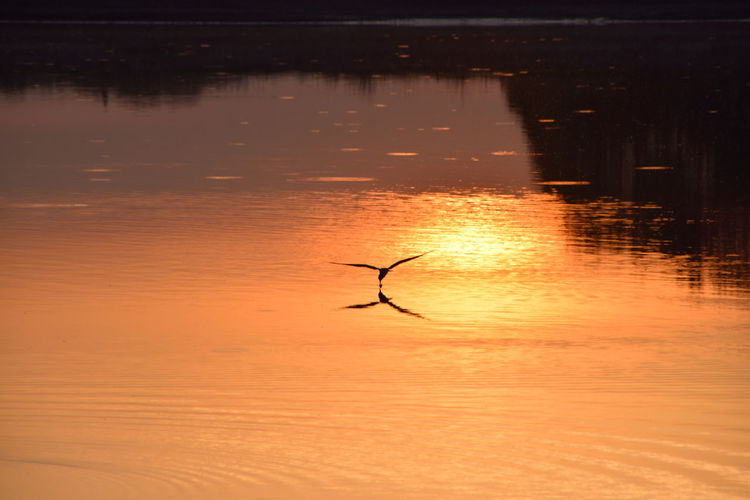 Silhouette birds on lake during sunset
