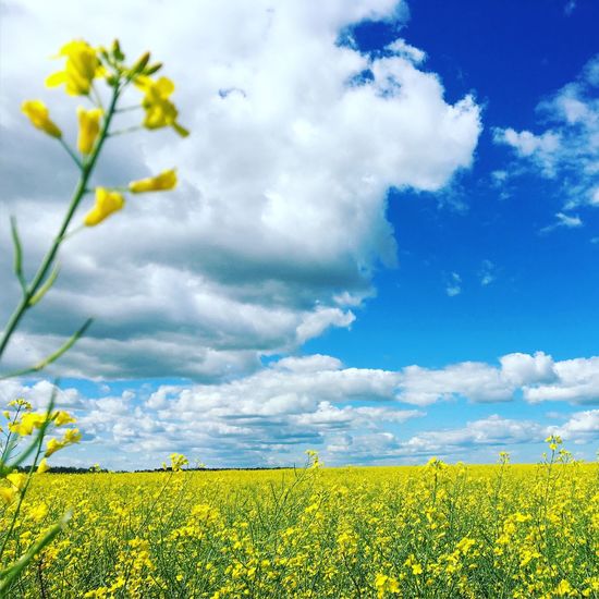 Scenic view of canola field against sky