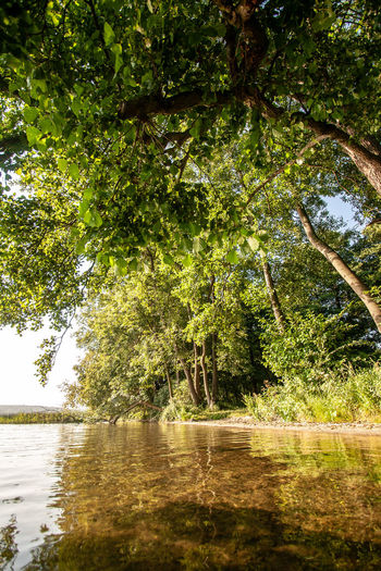 Trees by lake in forest