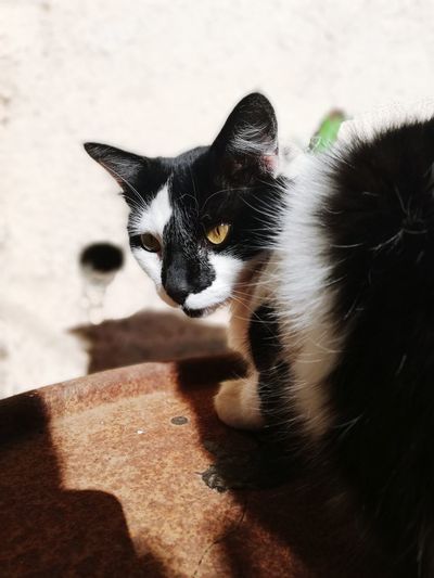Close-up portrait of a black cat