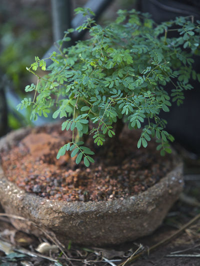 Close-up of plant in pot