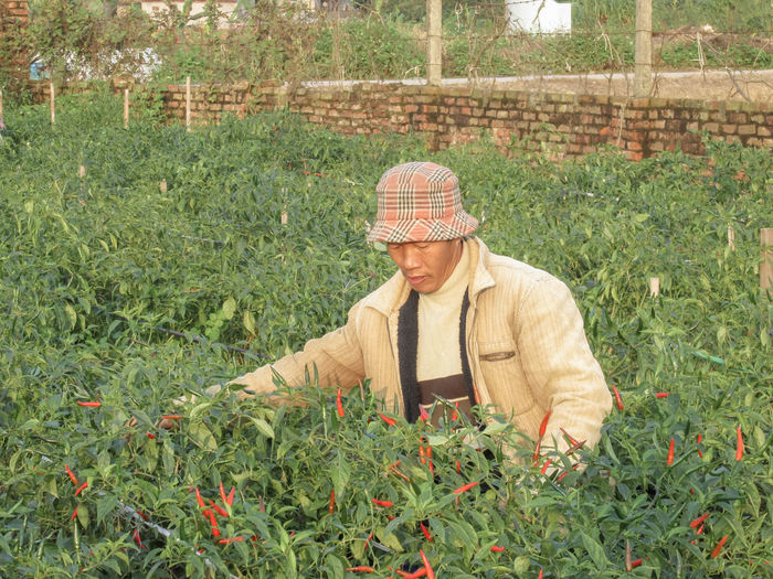 Portrait of man working in farm