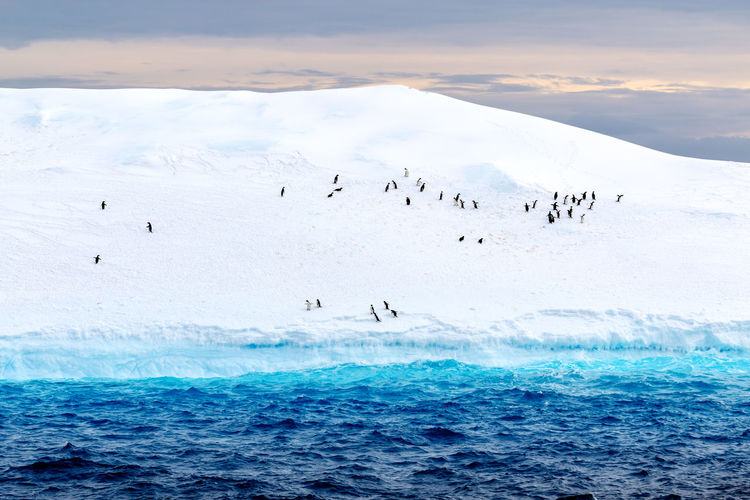 Penguins on snowcapped mountain by sea at sunset