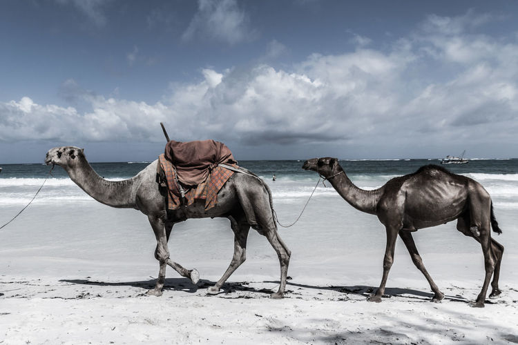 Horses on sand against sky