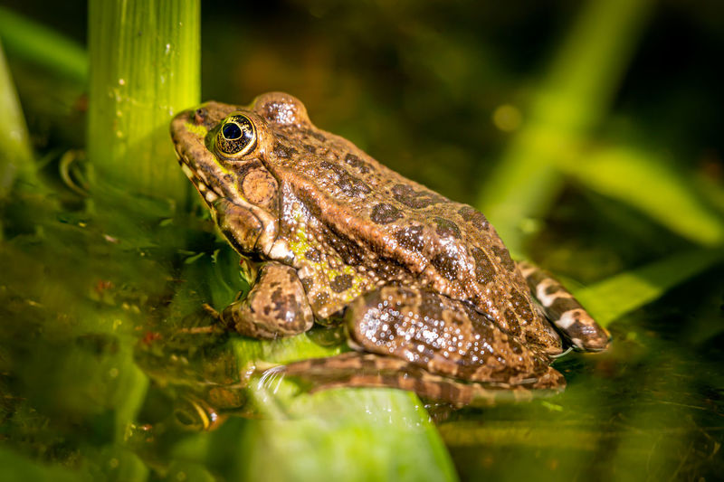 One pool frog is sitting on leaf. pelophylax lessonae. european frog. 