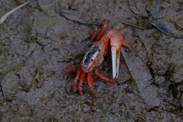 Close-up of crab on rock by sea
