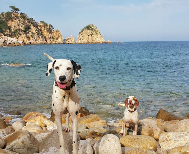 Portrait of dog in water