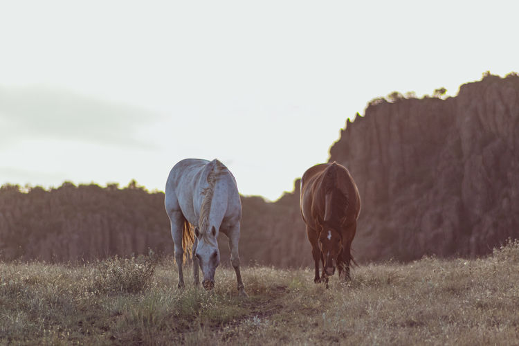 Horses grazing in a field