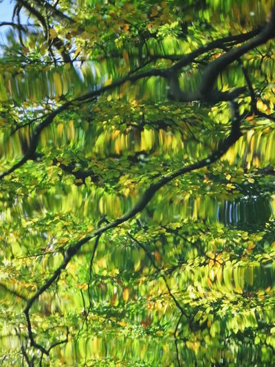 Close-up of plants with reflection of trees in water