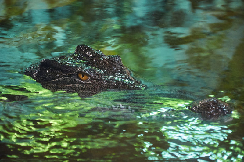 Close-up of a crocodile in water