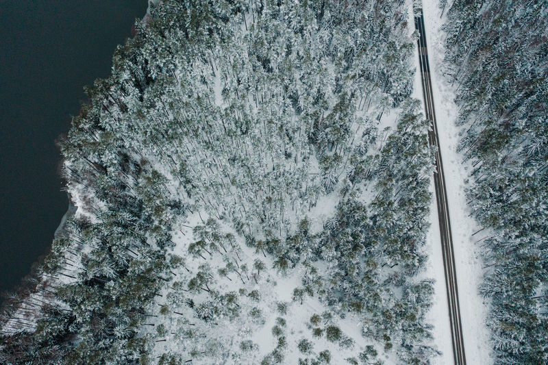 High angle view of snow covered tree against mountain