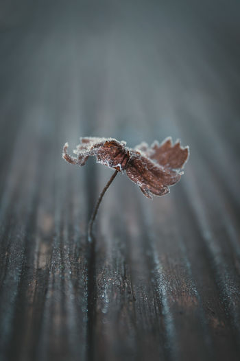 Close-up of leaf on wooden plank