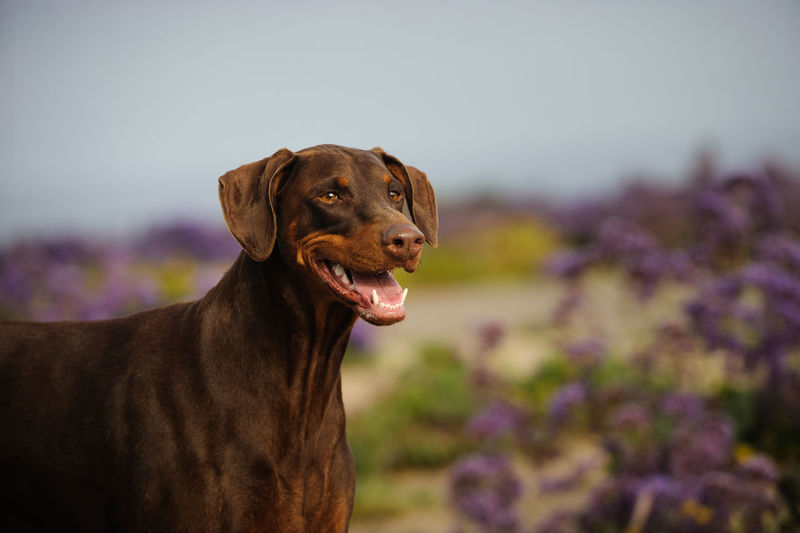 Doberman pinscher against sky