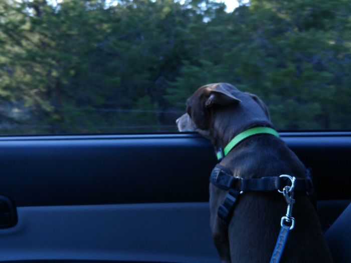 Black dog looking through car window
