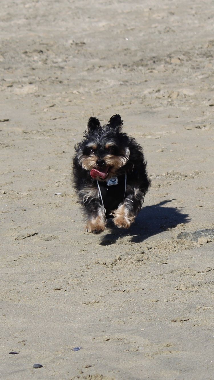 dog, animal themes, mammal, one animal, sand, pets, domestic animals, outdoors, running, beach, day, looking at camera, no people, nature, portrait, panting