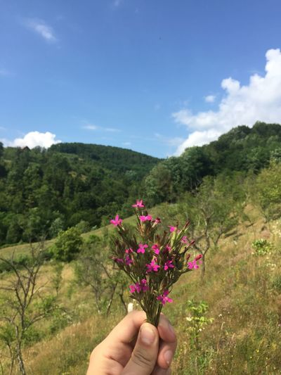 Close-up of hand holding pink flowering plant against sky