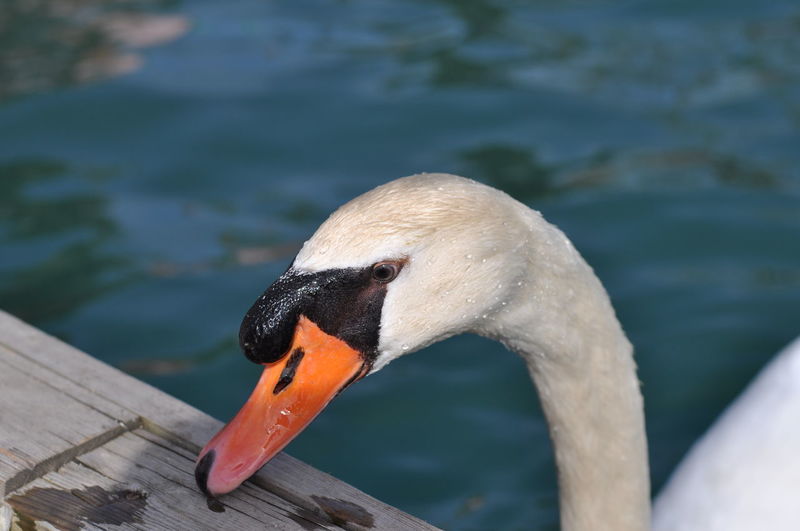 Swan at lake