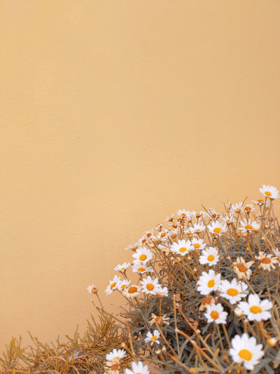 Stylish summer plants wallpaper. chamomile on the background city wall