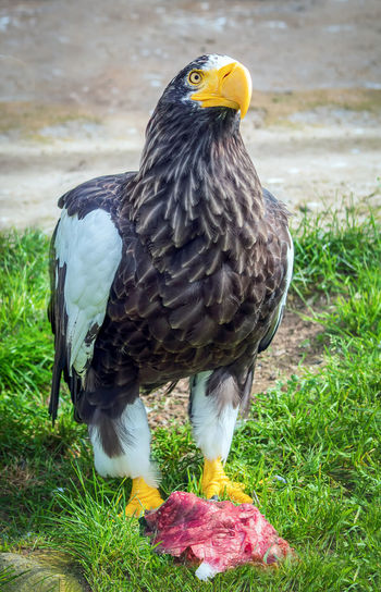 bird