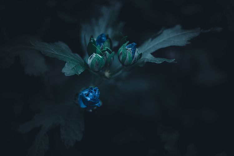 Close-up of wilted flower against black background
