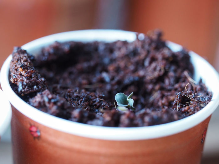 Close-up of seedling growing in container