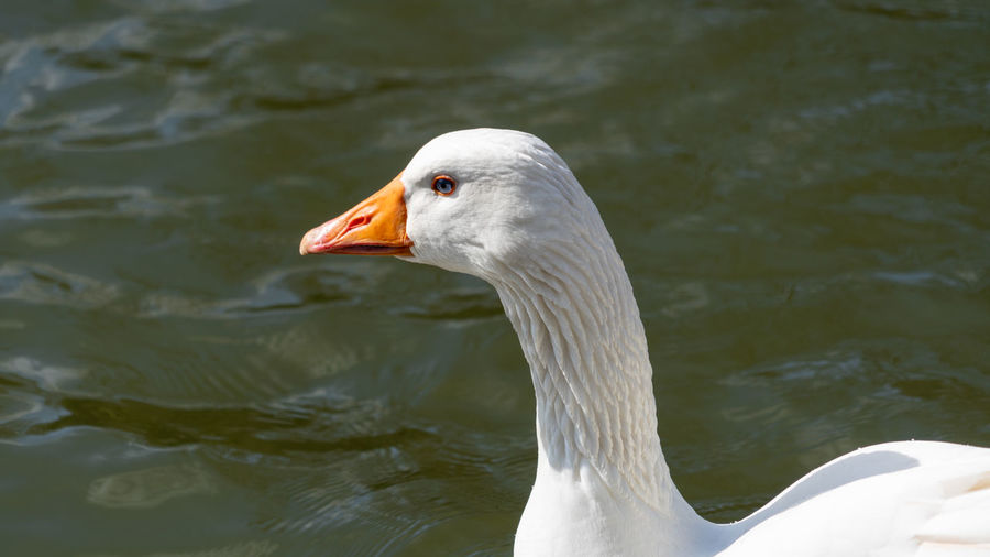 Close up low-level view of embden emden geese. of single goose showing orange beak and blue eye
