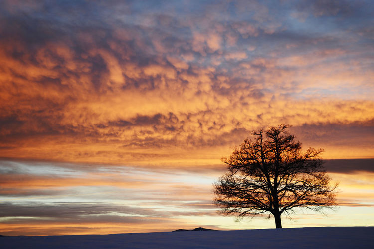 Silhouette bare tree against orange sky