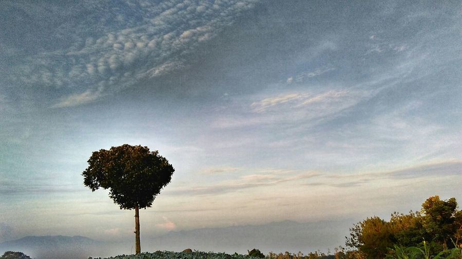 Low angle view of trees against sky