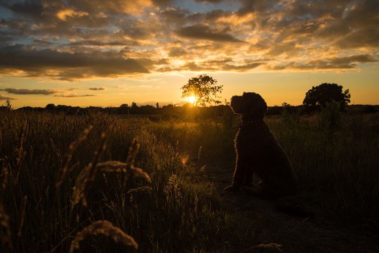 Dog sitting on field against cloudy sky during sunset