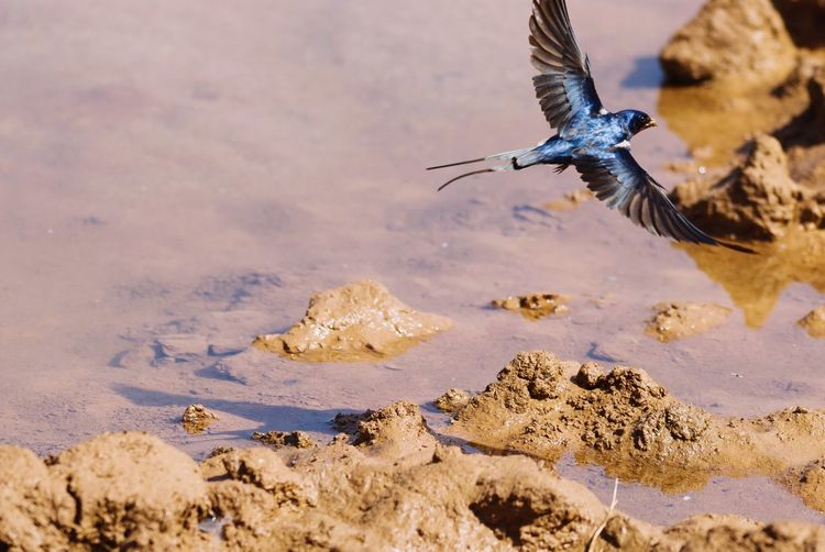 Bird flying over the mud hole
