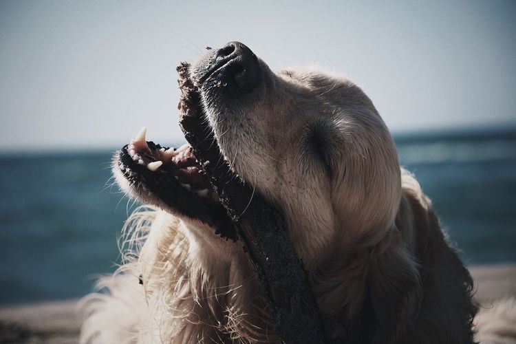 Close-up of dog with driftwood in mouth at beach