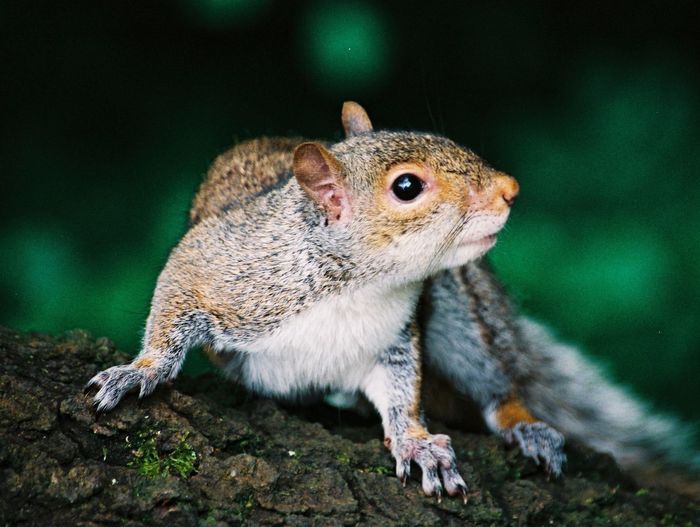 Close-up of an squirrel