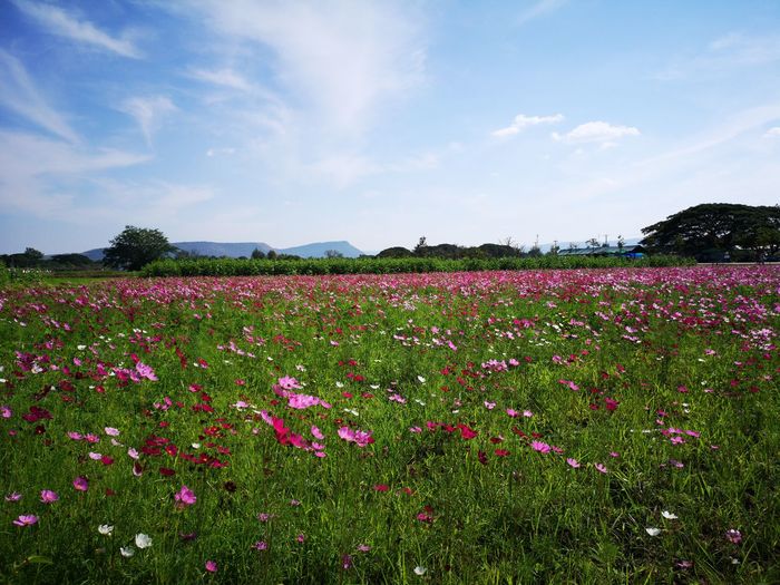 Scenic view of pink flowering plants on field against sky