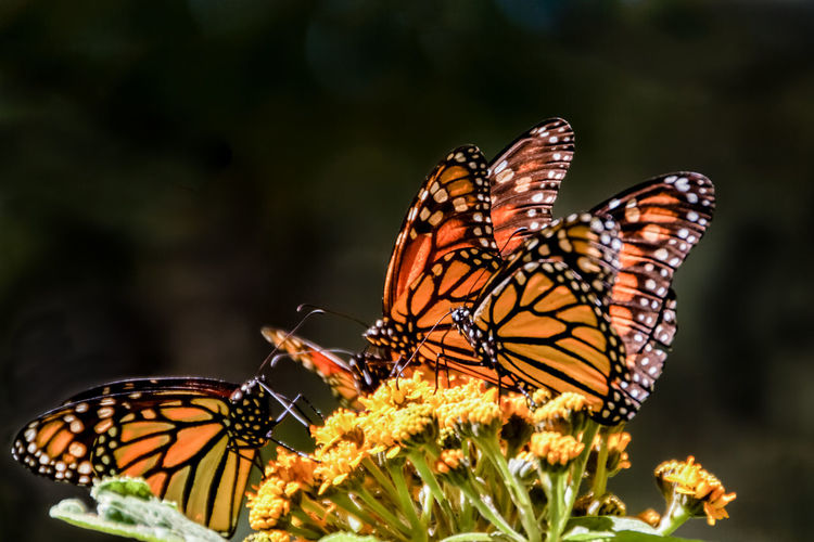 Close-up of orange butterflies on yellow flowers