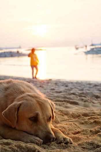 Dog relaxing on beach